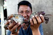 Pertaruhan RM700 dan YouTube Bina Empayar Ketam Salji Lembut di Sandakan