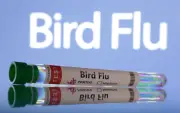 Selesema Burung H5N1 Merebak ke Australia Selatan; PNG Hentikan Import Ayam