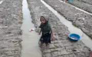 Stok Global Mencukupi Mungkin Kurangkan Kejutan Bekalan Makanan El Nino