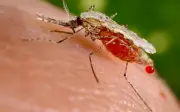 Terengganu catat peningkatan kes malaria melibatkan migran