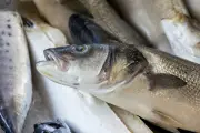 Vaksin oral untuk ikan dibangunkan saintis NUS, sasar virus maut