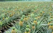 Varieti Nanas SG-1 Akan Ditanam di Empat Negeri