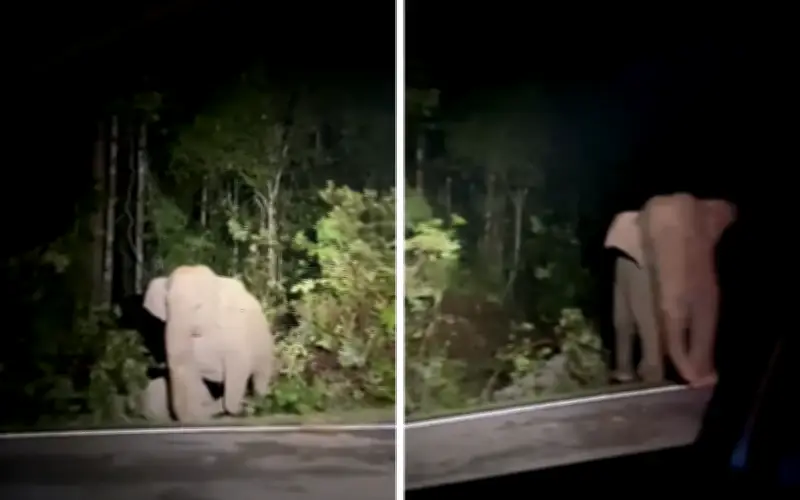 Anak gajah maut selepas dilanggar kereta di Johor