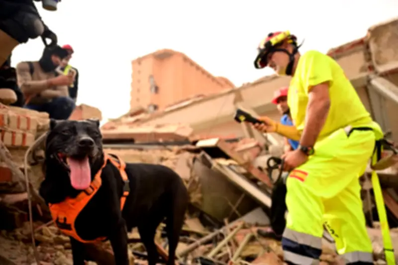 Anjing penyelamat bawa harapan dan kegembiraan di tengah tragedi gempa Venezuela