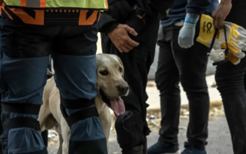 Anjing penyelamat jadi wira dalam misi cari mangsa gempa Venezuela
