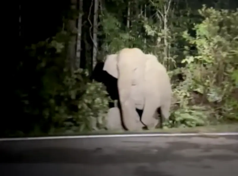 Bayi gajah maut dilanggar kereta, ibu enggan tinggalkan anak