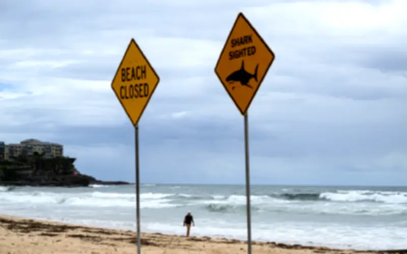 Dronesan pantau 73 kali penampakan jerung di pantai Sydney dalam dua hari