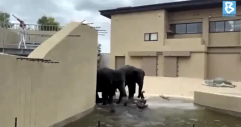 Gajah Dara, Amoi, Kelat di Zoo Tennoji Jepun sihat dan naik berat