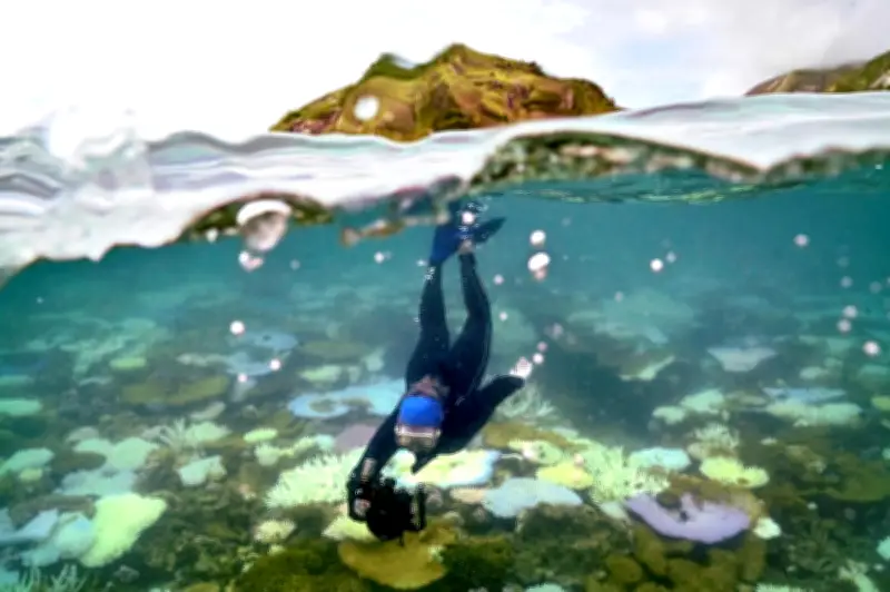 Great Barrier Reef Terelak Dari Senarai Bahaya UNESCO Walaupun Risiko Pelunturan Karang