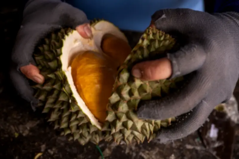 Malaysia mahu eksport durian ke China melalui darat Thailand, kata Mat Sabu
