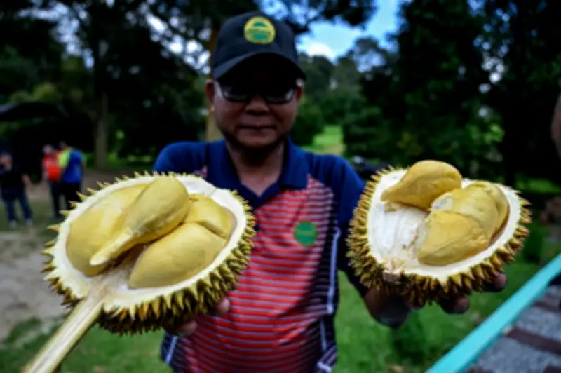 Mardi sedia tiga hibrid durian premium baharu, ganti Musang King?