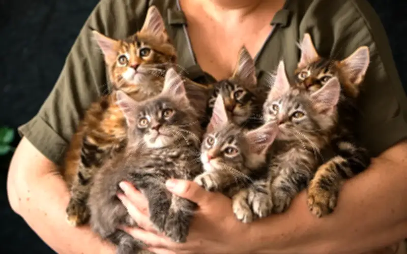 Mengapa Stereotaip 'Crazy Cat Lady' Masih Bertahan