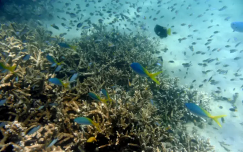 Terumbu Karang Great Barrier Reef Australia Elak Senarai 'Dalam Bahaya'
