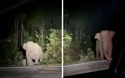 Anak gajah maut selepas dilanggar kereta di Johor