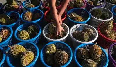 Kejatuhan Harga Durian: Raja Buah Tunduk kepada Penawaran dan Permintaan