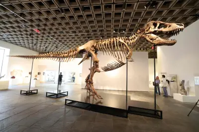 Rangka T. rex 'Gus' dipamer di New York sebelum dilelong