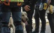 Anjing penyelamat jadi wira dalam misi cari mangsa gempa Venezuela