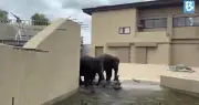 Gajah Dara, Amoi, Kelat di Zoo Tennoji Jepun sihat dan naik berat
