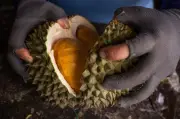 Malaysia mahu eksport durian ke China melalui darat Thailand, kata Mat Sabu