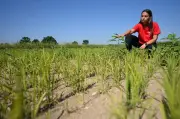Petani Itali bimbang kemarau berulang, sawah padi terjejas teruk akibat gelombang haba